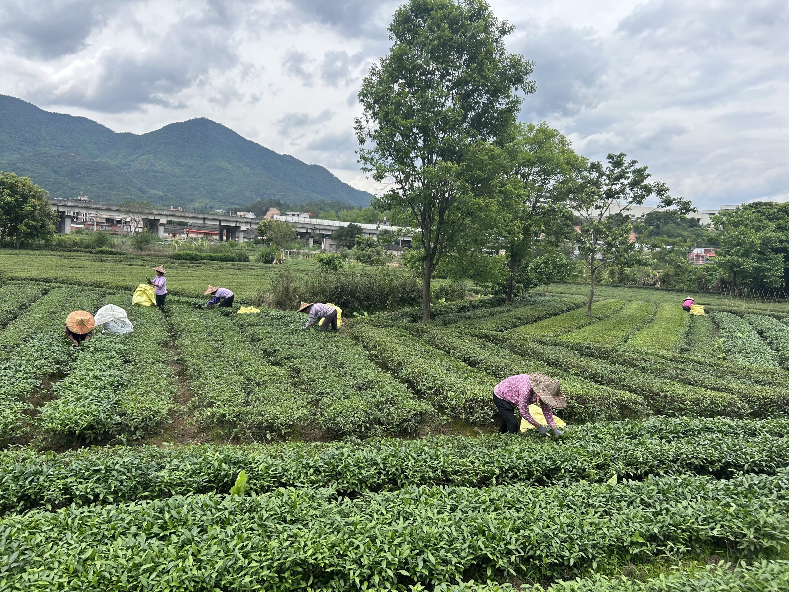 Tea Processing