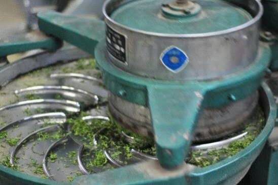 Green tea rolling process