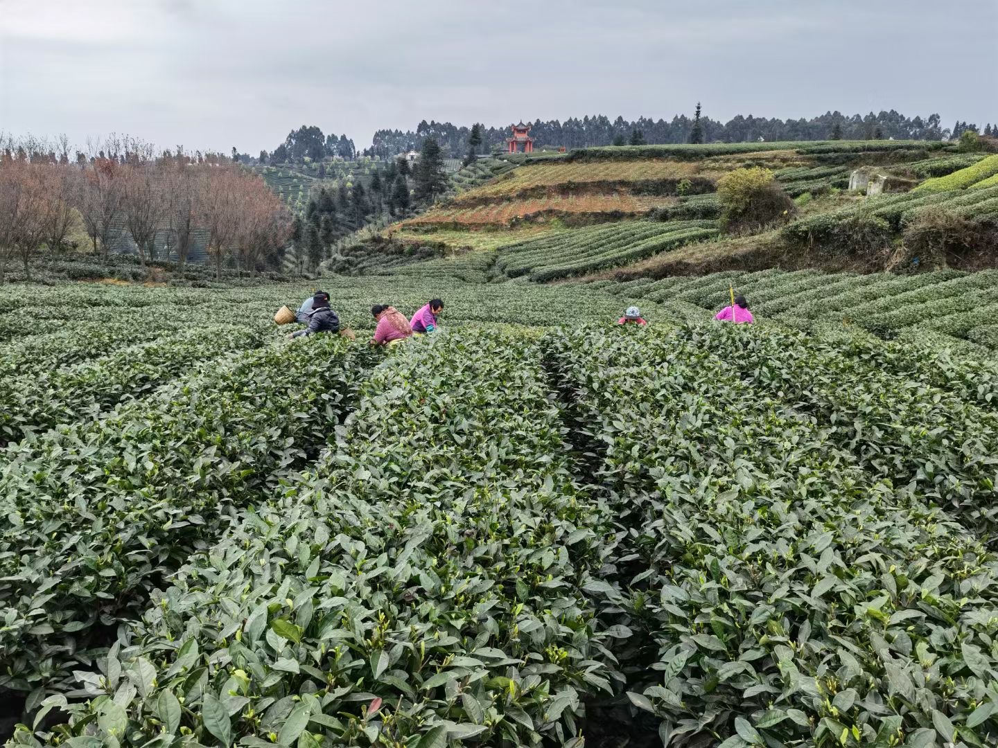 Traditional Tea Garden